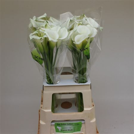 Calla Crystal Blush 70cm