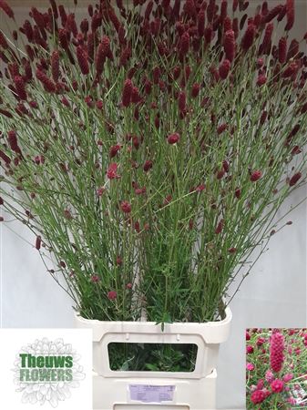 Sanguisorba O Arnhem