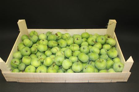 Sierappel Malus