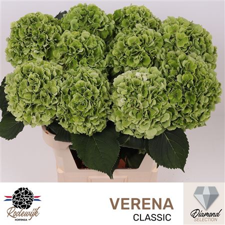 Hydr M Verena Cl