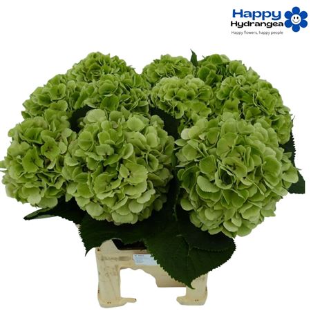 Hydr M Verena Cl