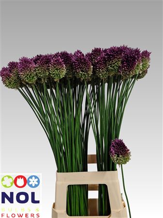 Allium Sphaerocephal