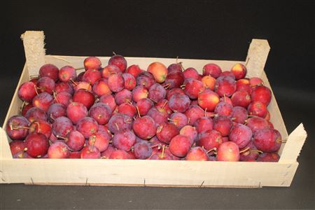 Sierappel Malus