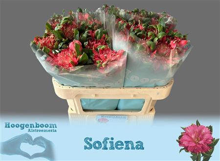 Alstr Fash Sofiena 70cm 55gram