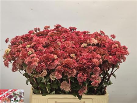 Sedum Magical Lizzy