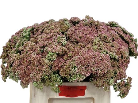Sedum Spectabile