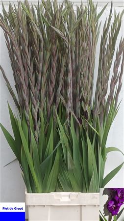 Glad Gr Purple Flora