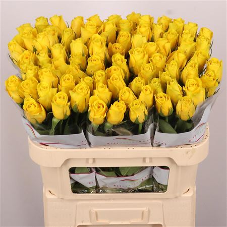 Rosa Goldfinch 70cm