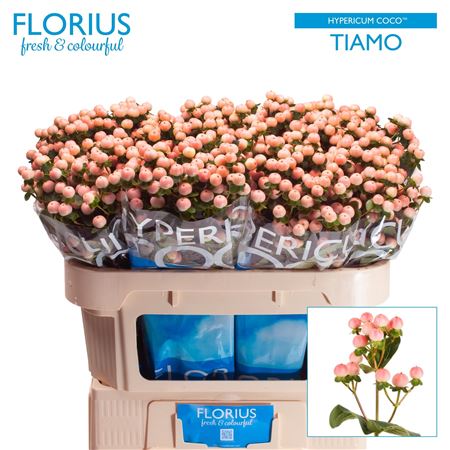 Hypericum Coco Tiamo 70cm