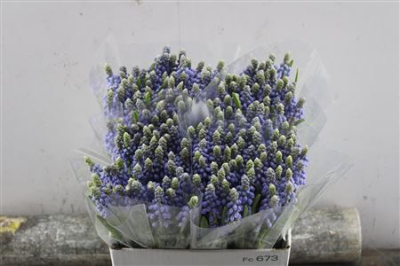 Muscari Armeniacum