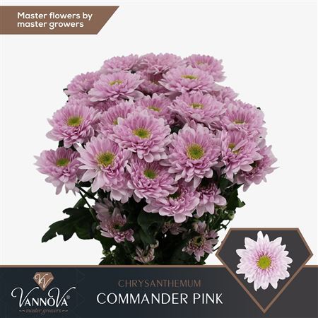 Chrys Spray Commander Pink 90gram