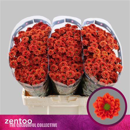 Chrysanthemum Santini Melissa 100gram