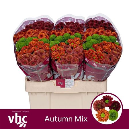 Chrysanthemum Santini Rainbow 110gram
