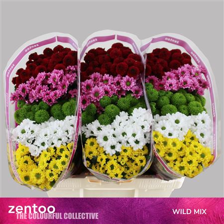 Chrysanthemum Santini Rainbow 110gram
