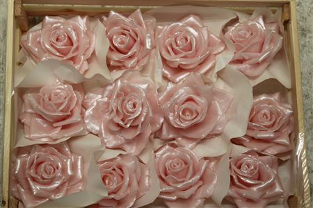 Wax Roos Pearl Rosa