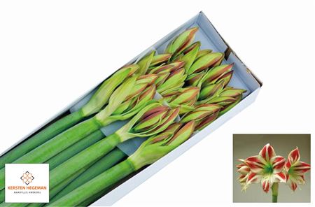 Hippeastrum Ambiance 4bl