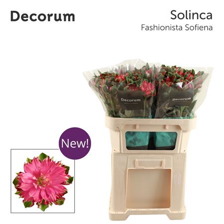 Alstr Fash Sofiena 70cm 70gram