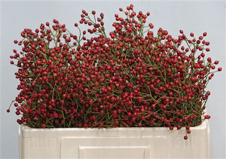 Rosa Mag Red Cascade