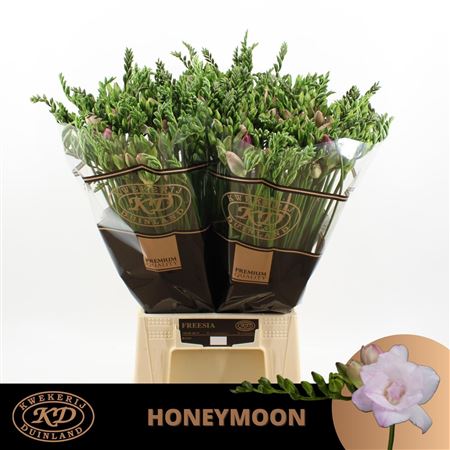 Freesia Double Honeymoon 24gram