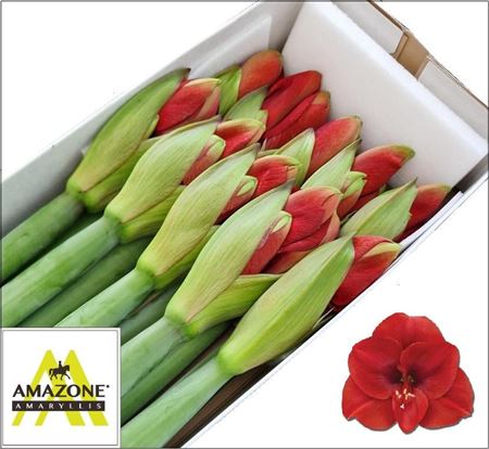 Hippeastrum Ferrari 4bl