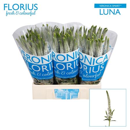 Veron Smart Luna