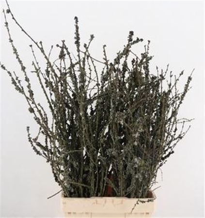 Larix Doos