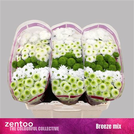 Chrysanthemum Santini Rainbow 110gram