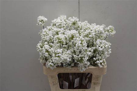 Bessen White