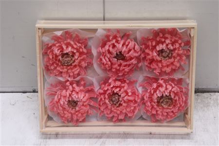 Wax Bol Chrysant Rosa