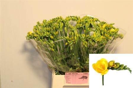 Freesia Double Soleil 17gram
