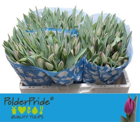 Tulipa Bullit 40cm 36gram
