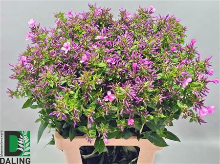 Phlox Pan Ov Paars