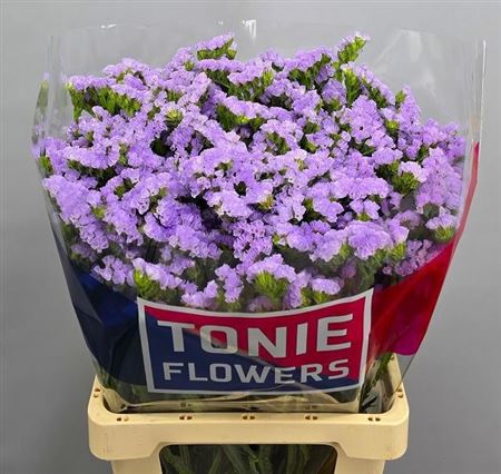 Statice Tonie Lavender 70cm 75gram