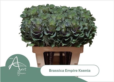 Brass Empire Ksenia