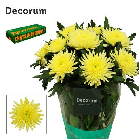 Chr G Topspin Yellow 70cm 95gram