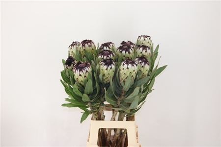 Protea Mag Niobe