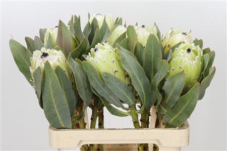 Protea M Polar Princ 60cm