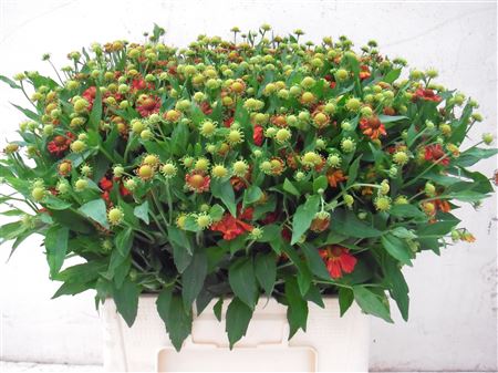 Helen Ov Rood 65cm