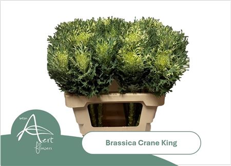 Brass Crane King