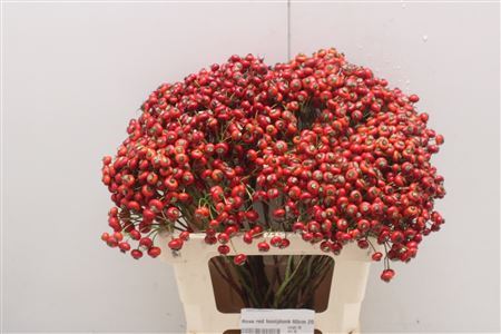 Rosa Red Hooijdonk