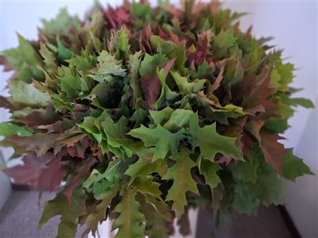 Quercus Rubra 80cm