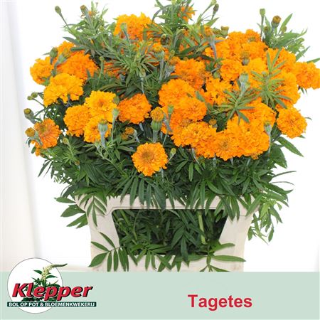 Tag E Promise Orange