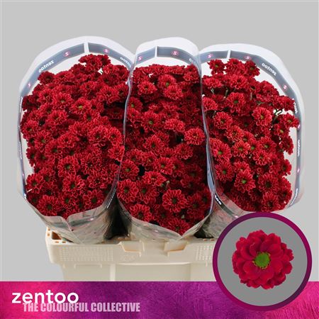 Chrysanthemum Santini Melissa Red 110gram
