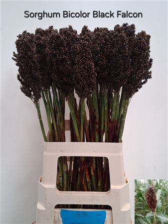 Sorghum Bicolor