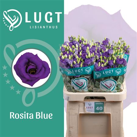 Lisianthus Double Rosita Blue 70cm