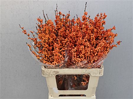 Ilex Ve Winter Gold