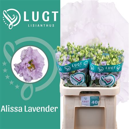 Lisianthus Double Alissa Lavendel 70cm