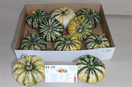 Cucurbita P-ke Mon