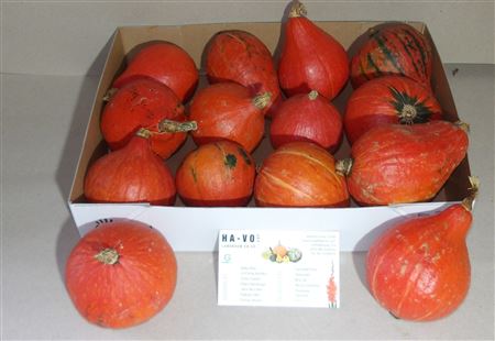 Cucurbita (kalebas)