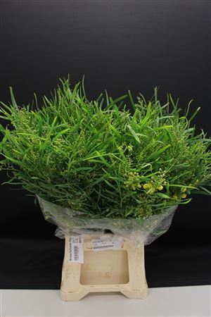 Mimosa Floribunda 200gr